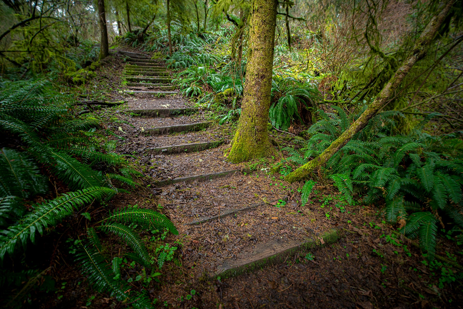 Trailhead stairs on the Pacific coast in Oregon