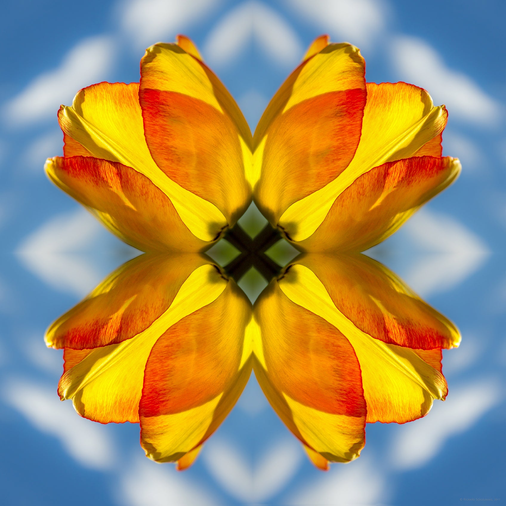 Tulip
