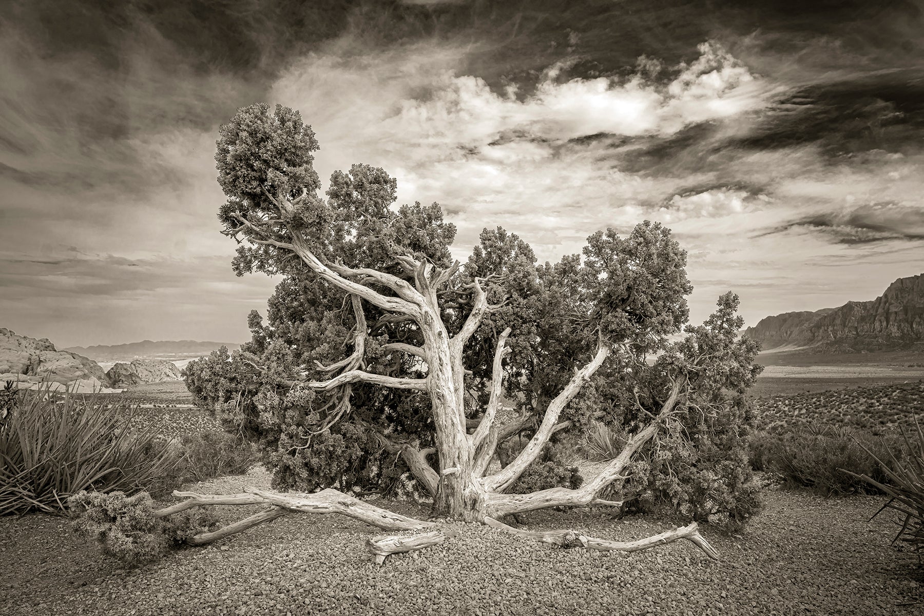 Juniper tree