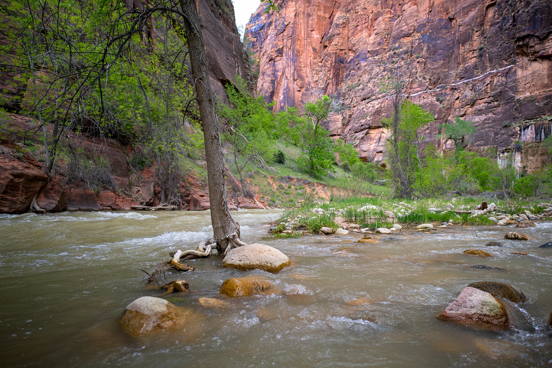 Virgin River in Zion National Park