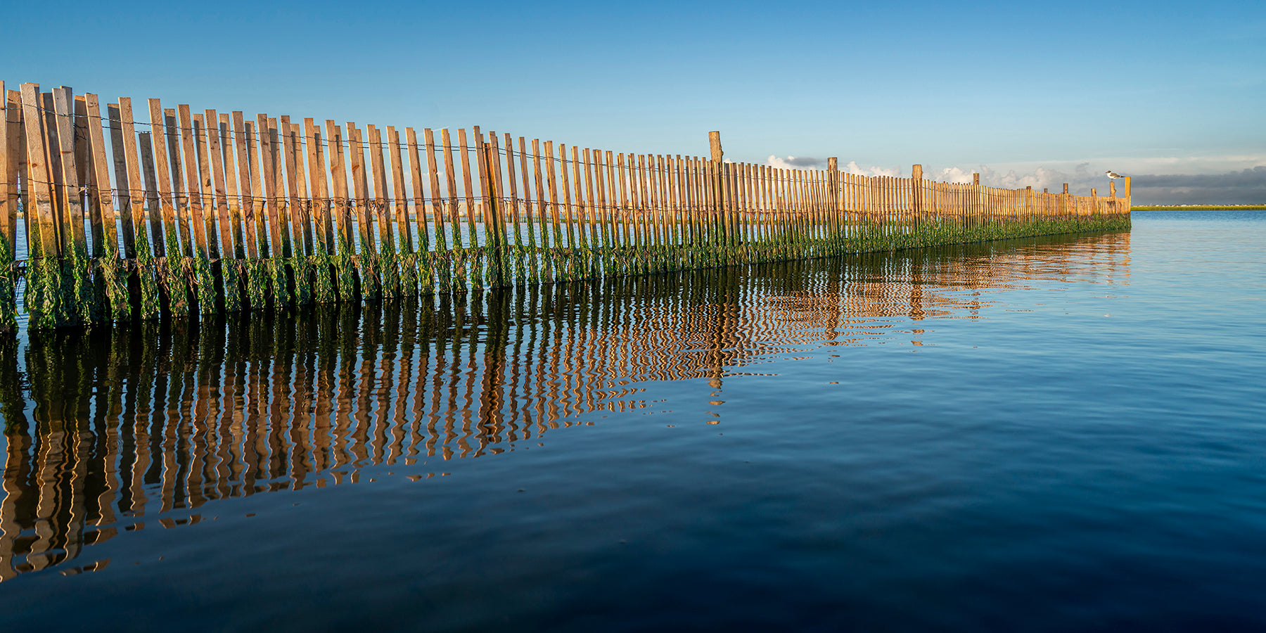 Fence in the Barnegat Bay