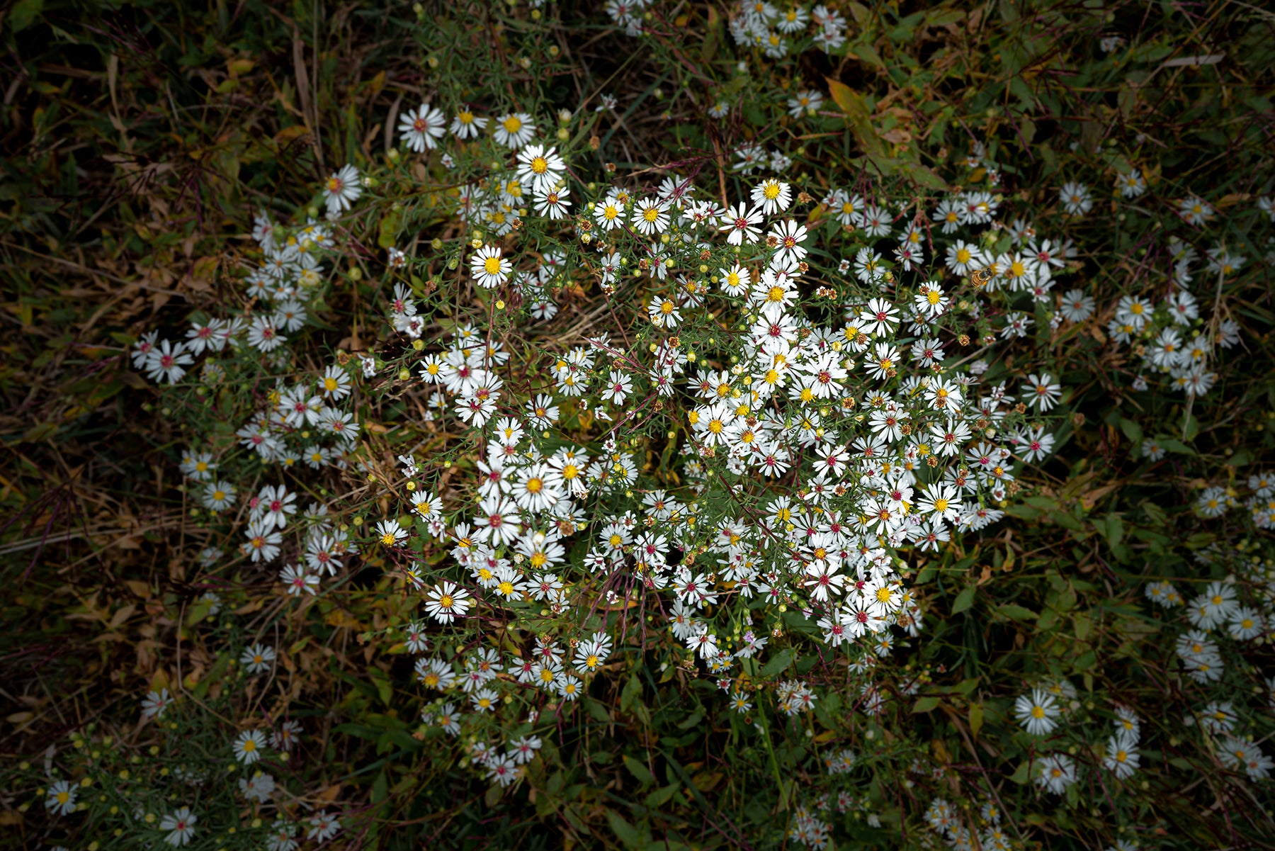 A white heather aster plant