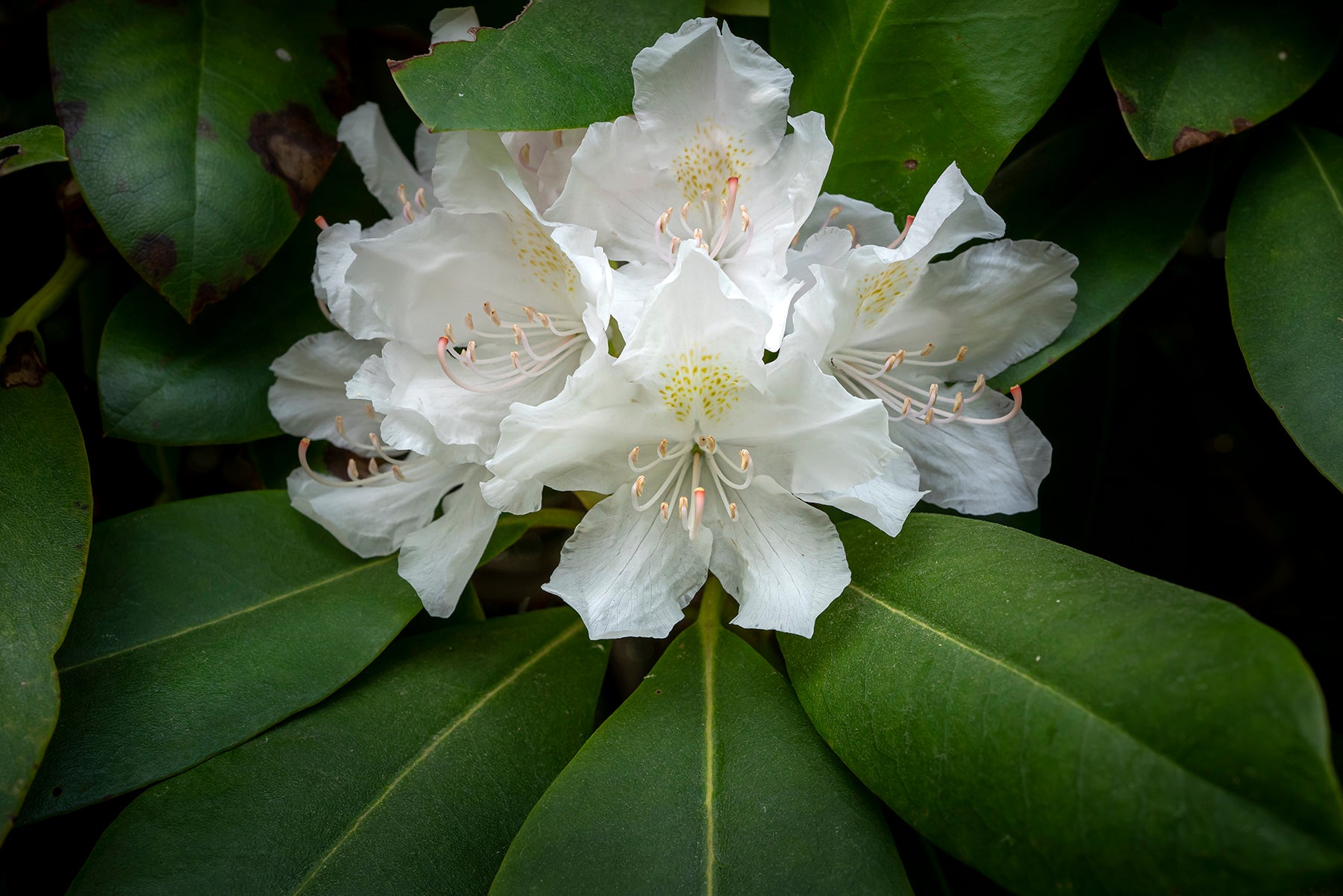 white rhododendron flower