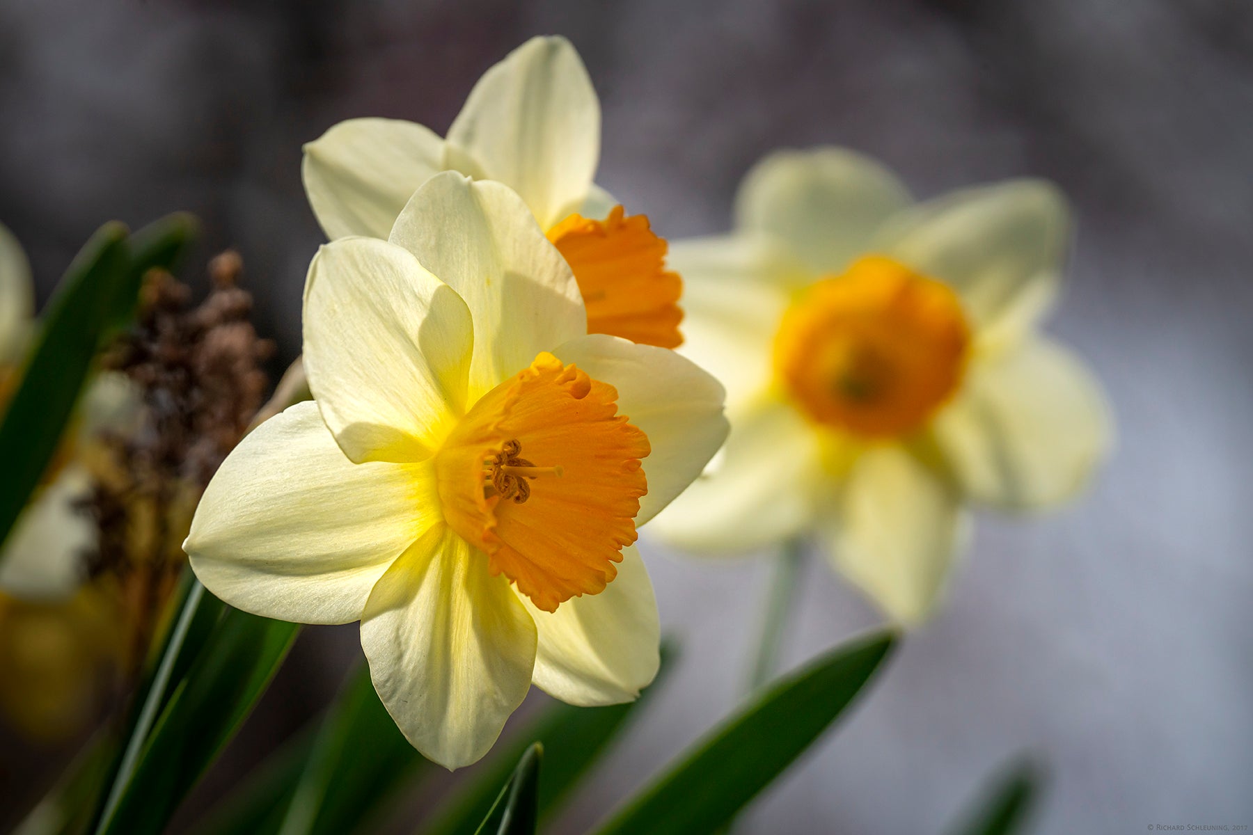 Wild daffodils