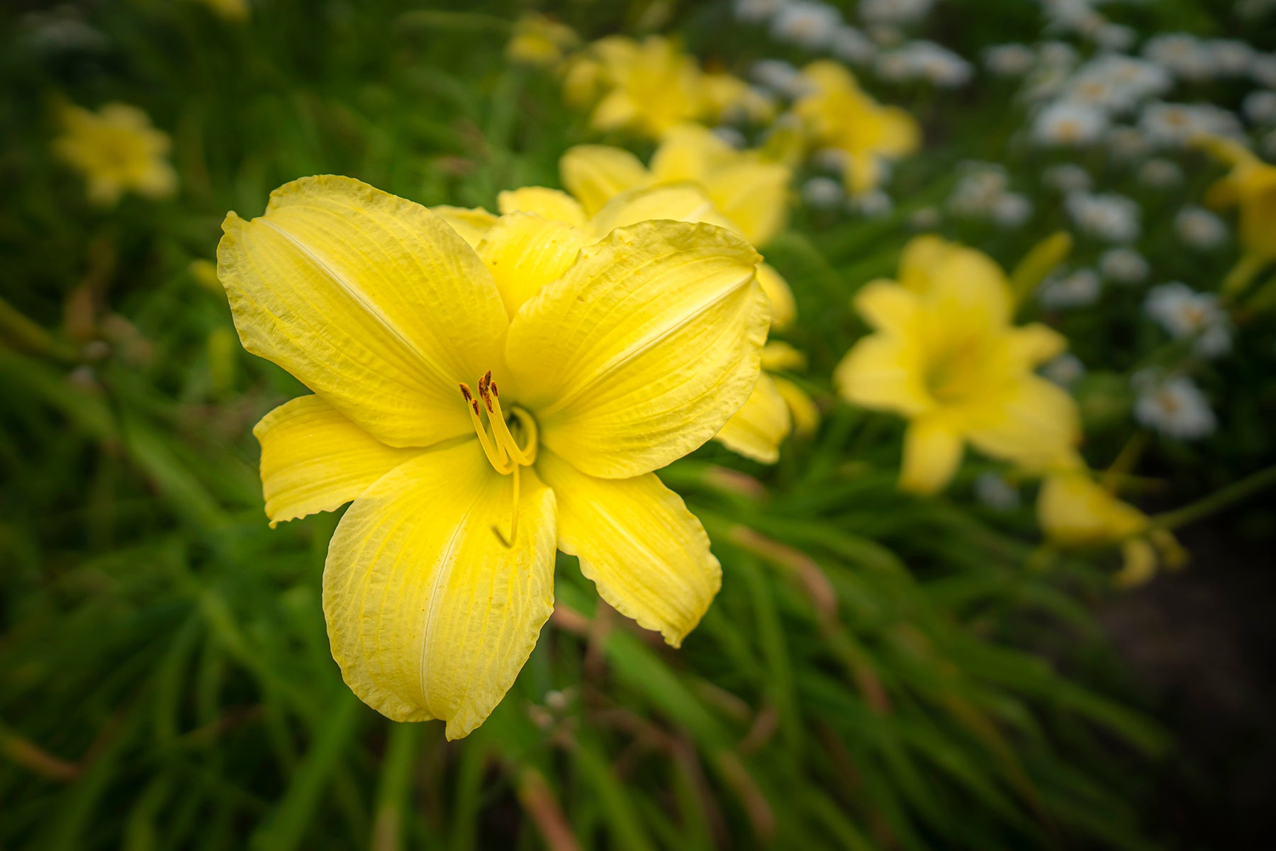 Yellow daylily flower