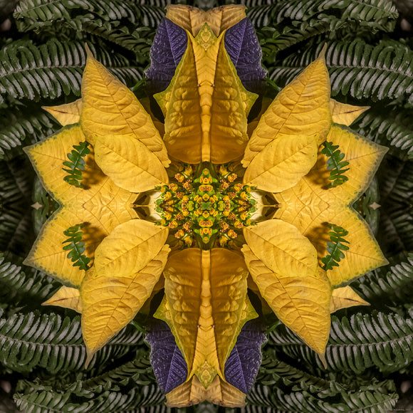 abstract image of a yellow poinsettia